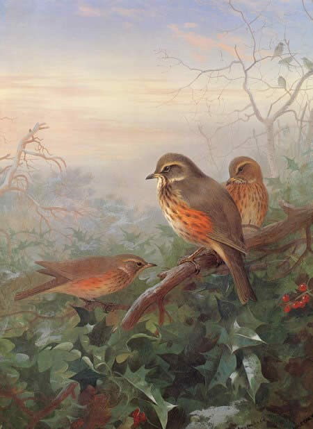 Archibald Thorburn Out in the Cold